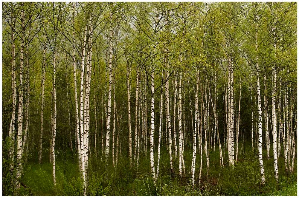 Birch Tree