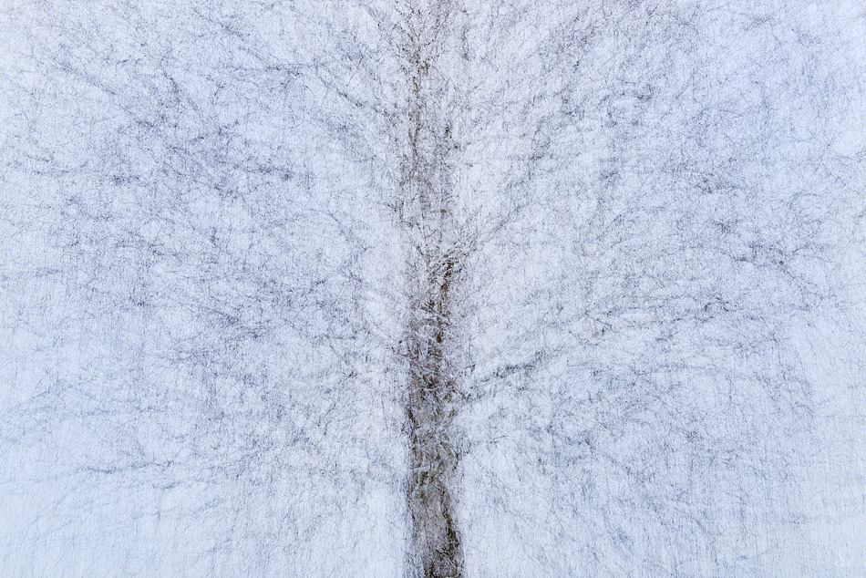 Birch Tree