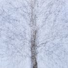 Birch Tree