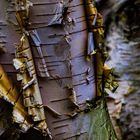 Birch tree bark