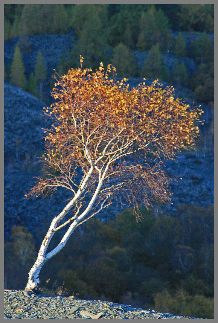 Birch tree in Tilberthwaite