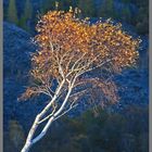 Birch tree in Tilberthwaite