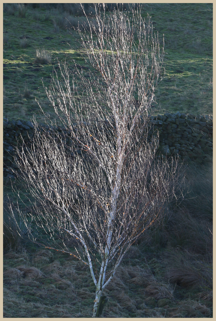 birch tree near crackpot