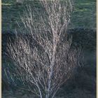 birch tree near crackpot