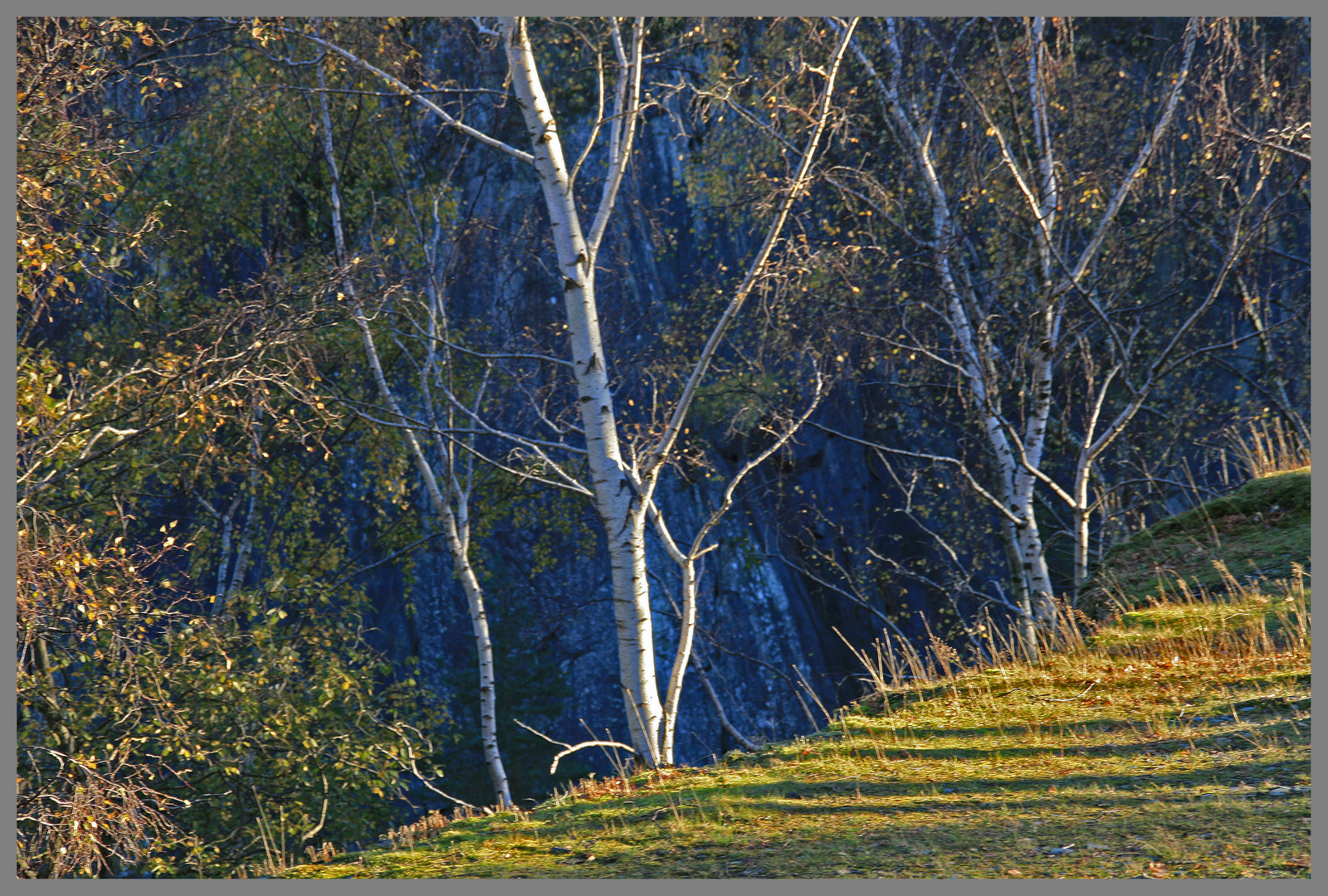 Birch trees at Hodges Close Quarry Little langdale