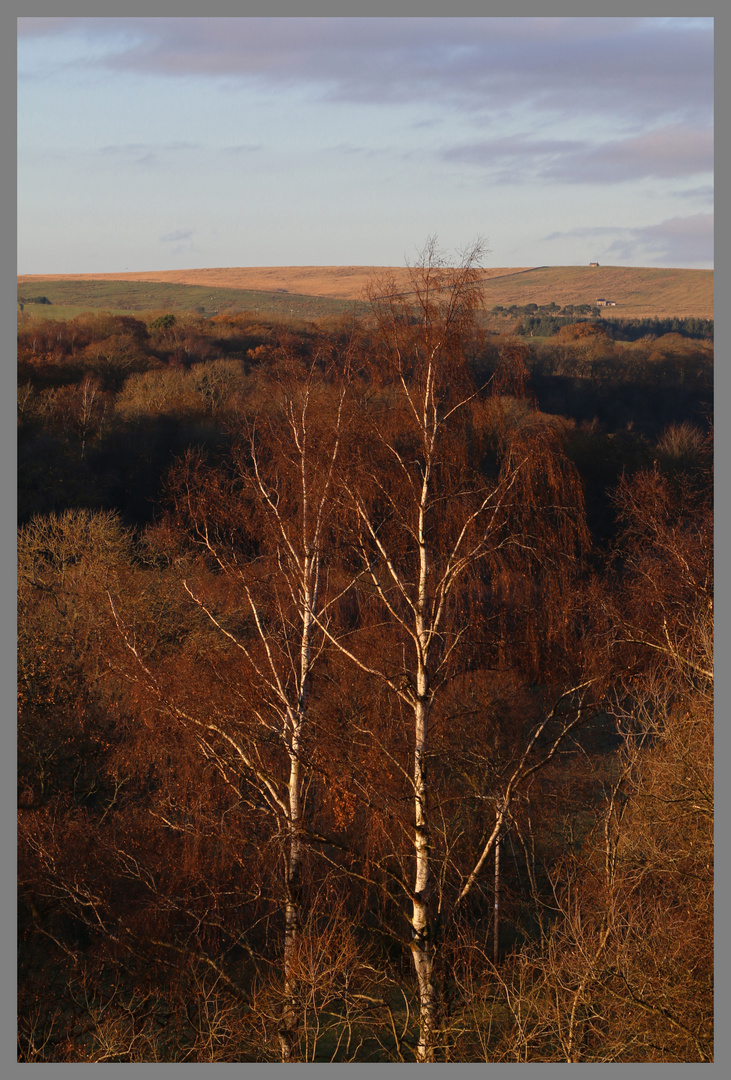 birch trees below the lambley viaduct 1A