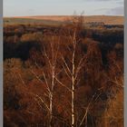 birch trees below the lambley viaduct 1A