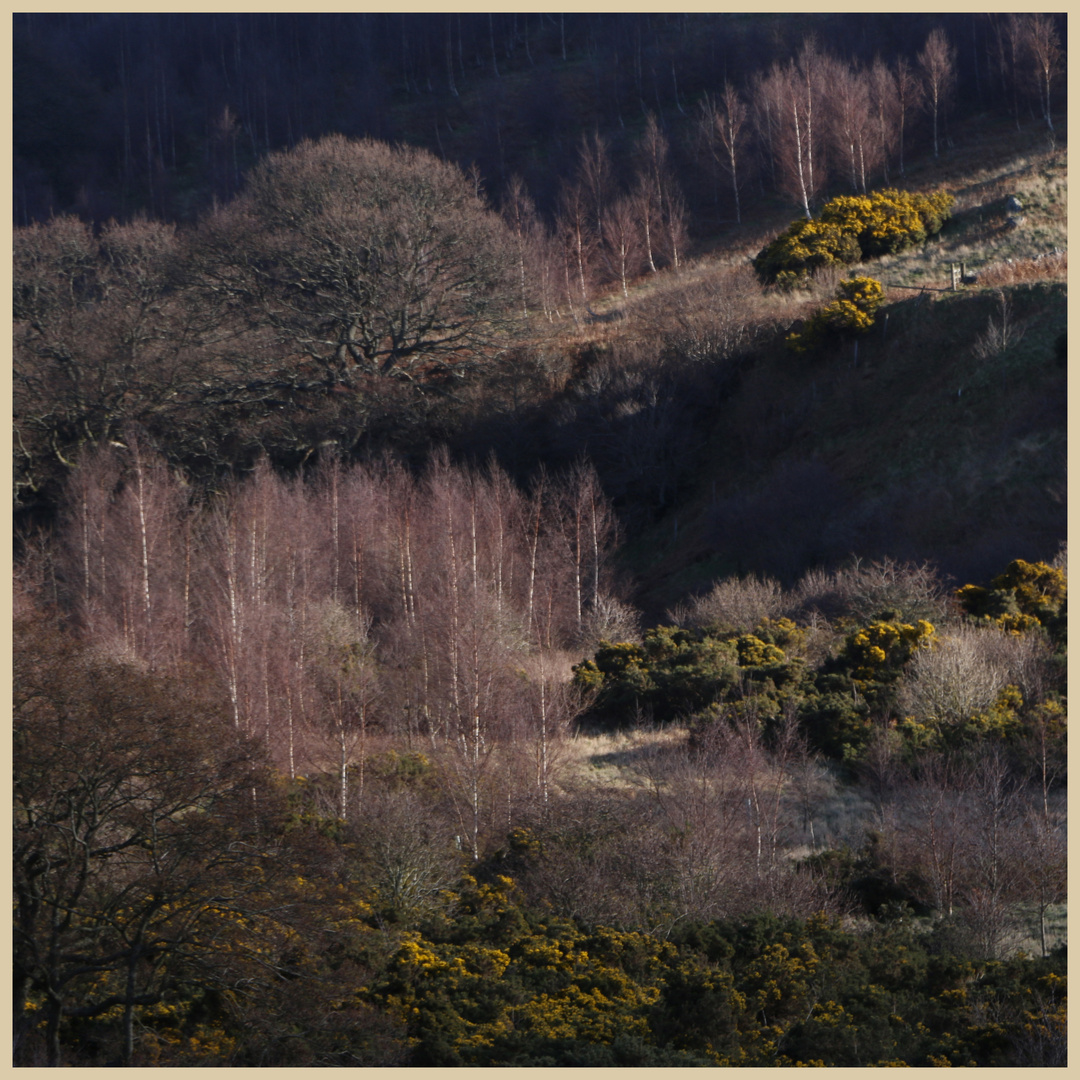 birch trees college valley 2