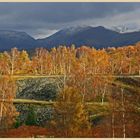 Birch trees colonising tilberthwaite quarry