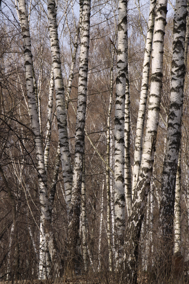 birch trees