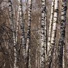 birch trees