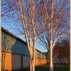 birch trees in byker 3