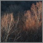 birch trees lambley viaduct 1d