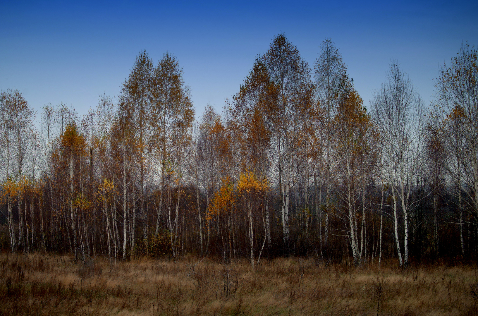 Birches