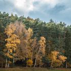  Birches at the Border