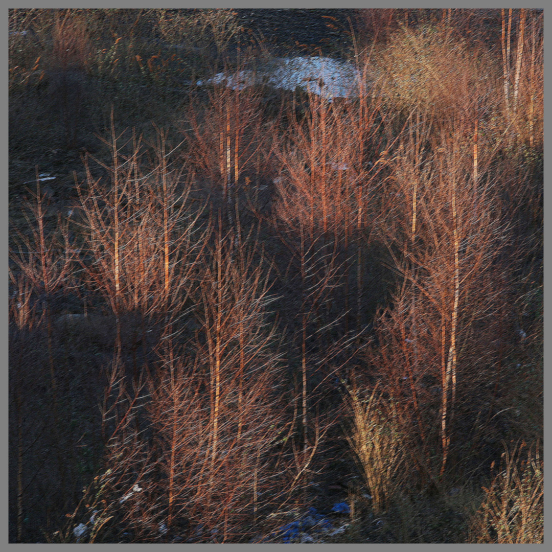 Birches colonising wasteland near the redheugh bridge Newcastle1b