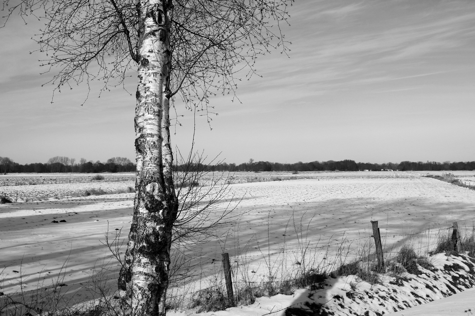 Birch.Field.Snow