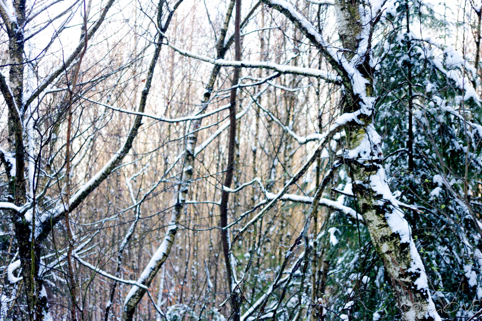 Birch.forest.