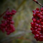 Birchleaf Viburnum