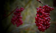 Birchleaf Viburnum