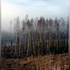 birchtrees