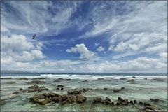 bird and clouds