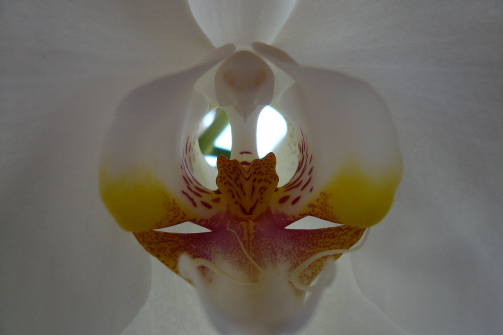 Bird and Tiger Inside a Orchid