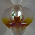 Bird and Tiger Inside a Orchid