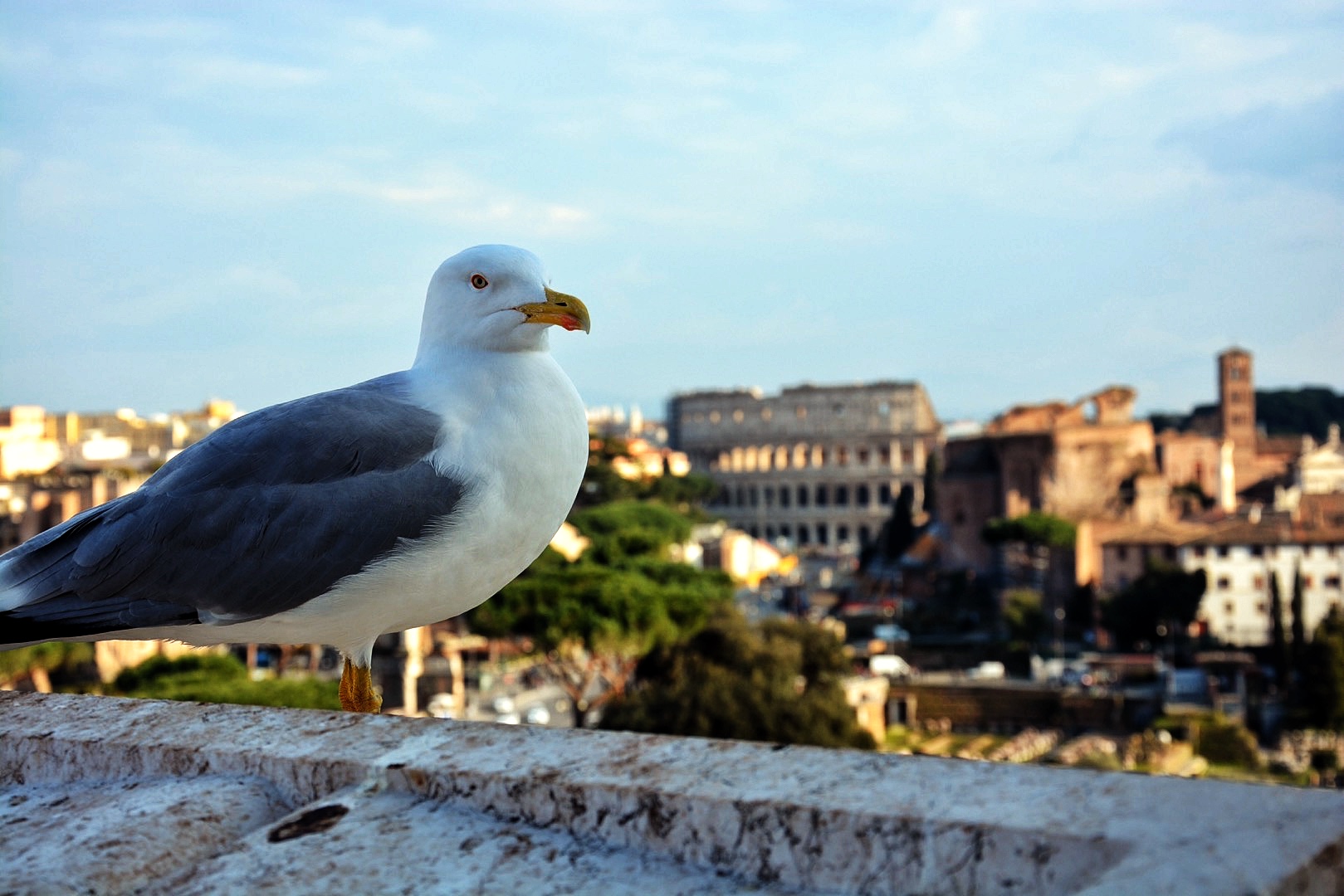 Bird at Colosseo