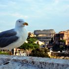 Bird at Colosseo