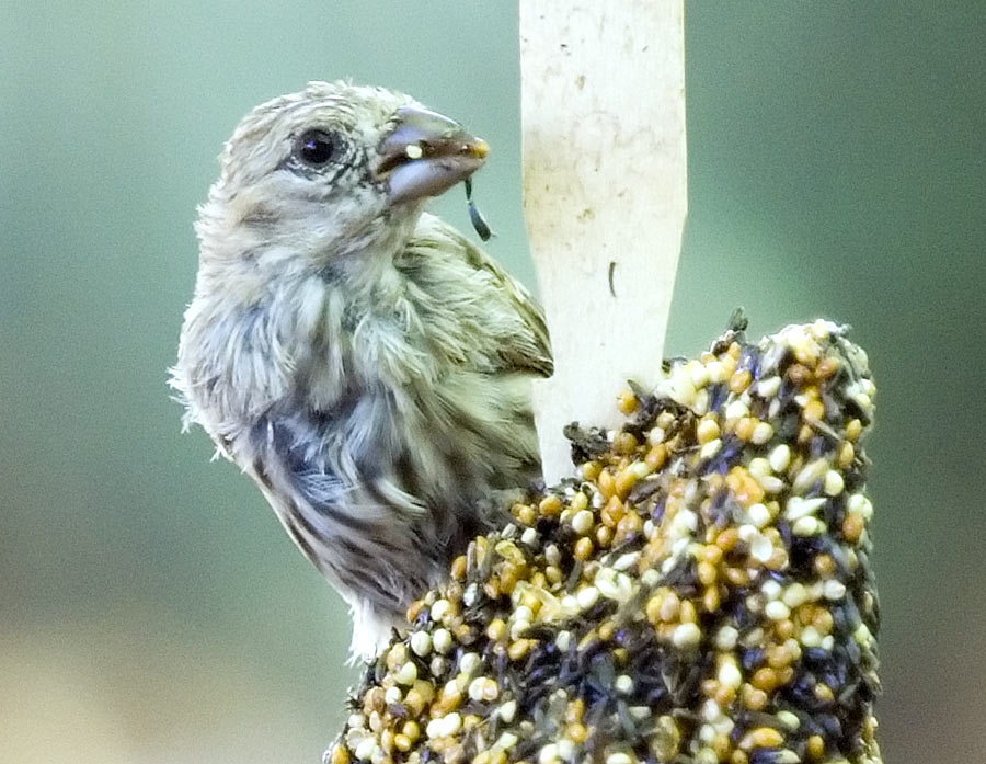 Bird at Feeder 1