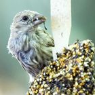 Bird at Feeder 1