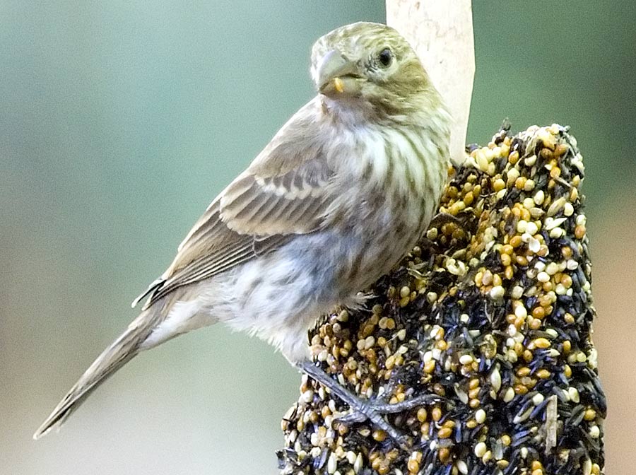 Bird at Feeder 2