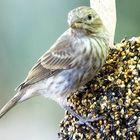 Bird at Feeder 2