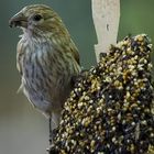 Bird at Feeder 3