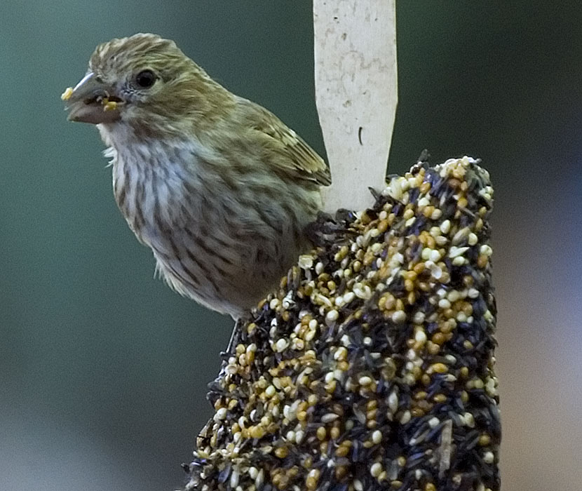 Bird at Feeder 4