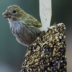 Bird at Feeder 4