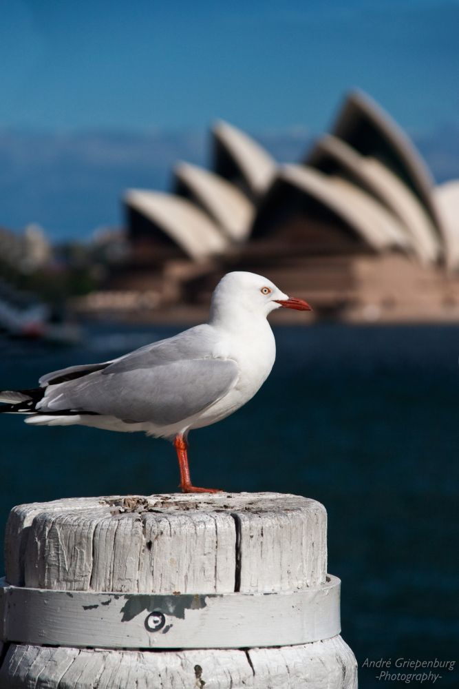 Bird at Opera House