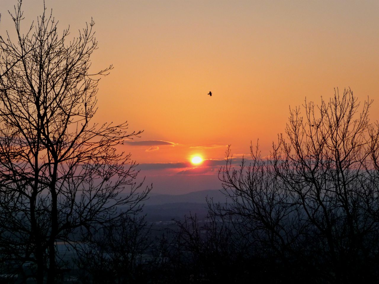 Bird at Sunset