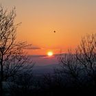 Bird at Sunset