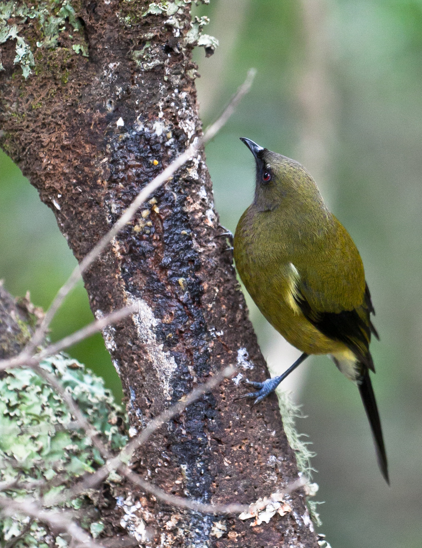 Bird at the Waimangu Volcanic Valley forest