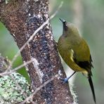 Bird at the Waimangu Volcanic Valley forest