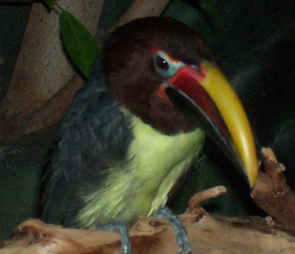 Bird at the zoo