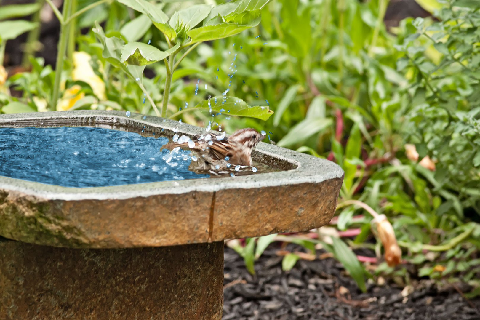 bird bath