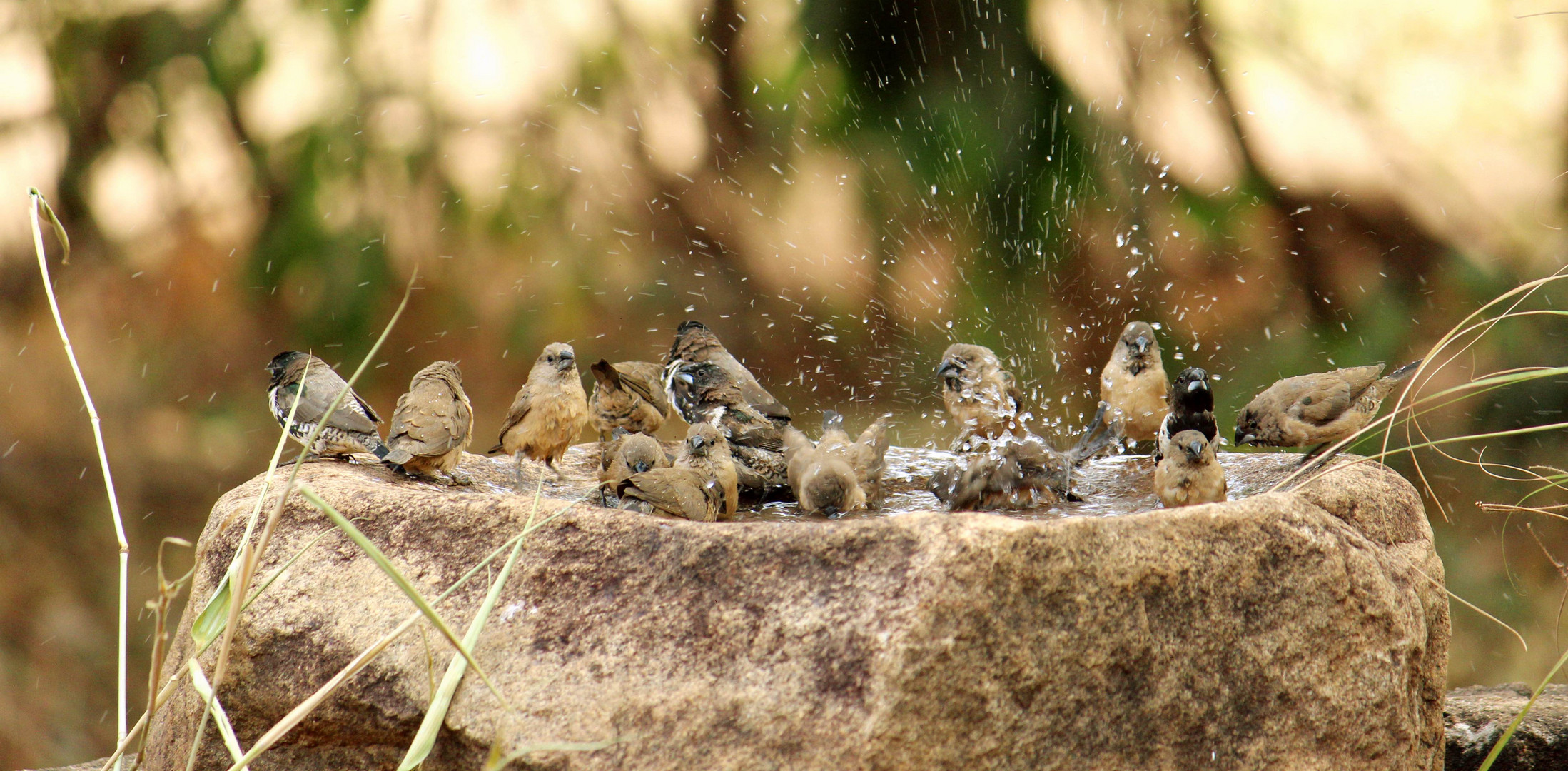 Bird Bath