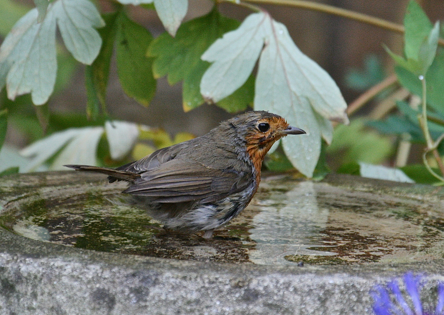 Bird Bath