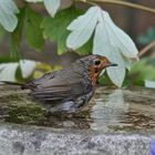 Bird Bath