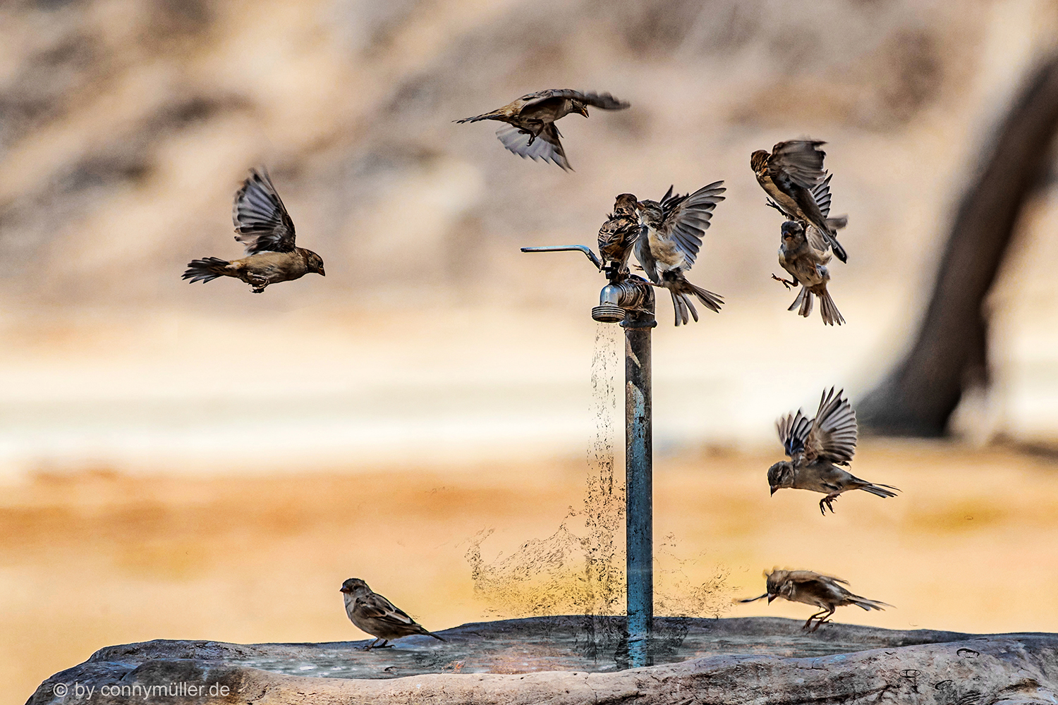 Bird Bath