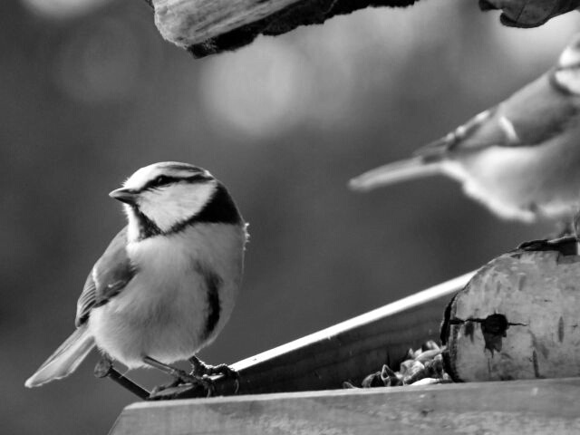 #bird #black&white #winter