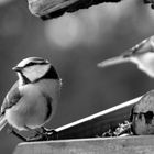 #bird #black&white #winter